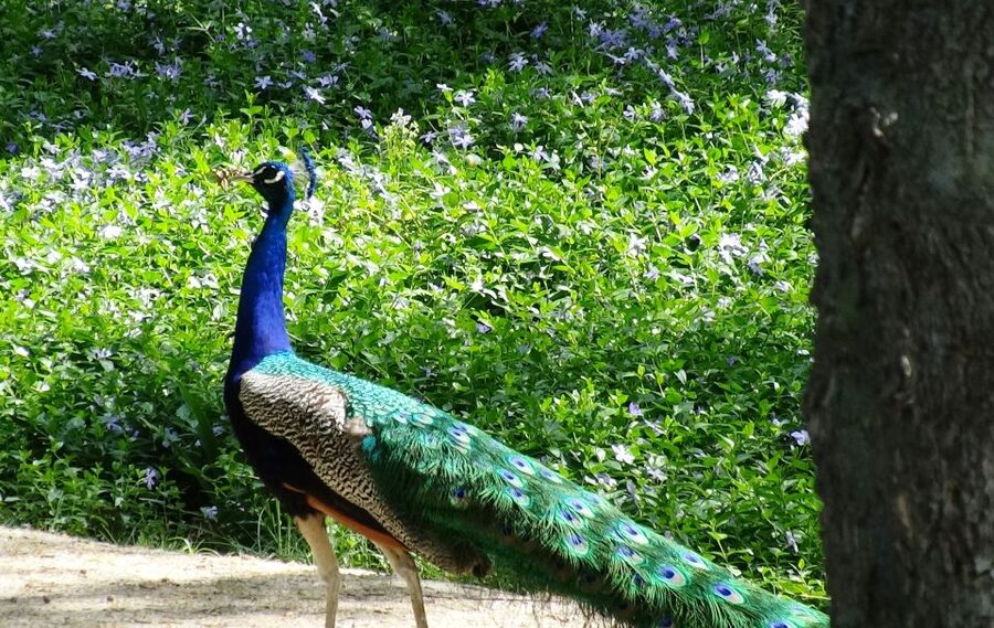 Aranjuez: Garden of The Prince Entry Ticket and Guided Tour - Meeting at Avenida de Palacio