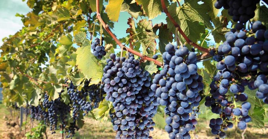 From Madrid: Alcalá de Henares, Winery Tour & Wine Tasting - Leaving Madrid from Plaza de España