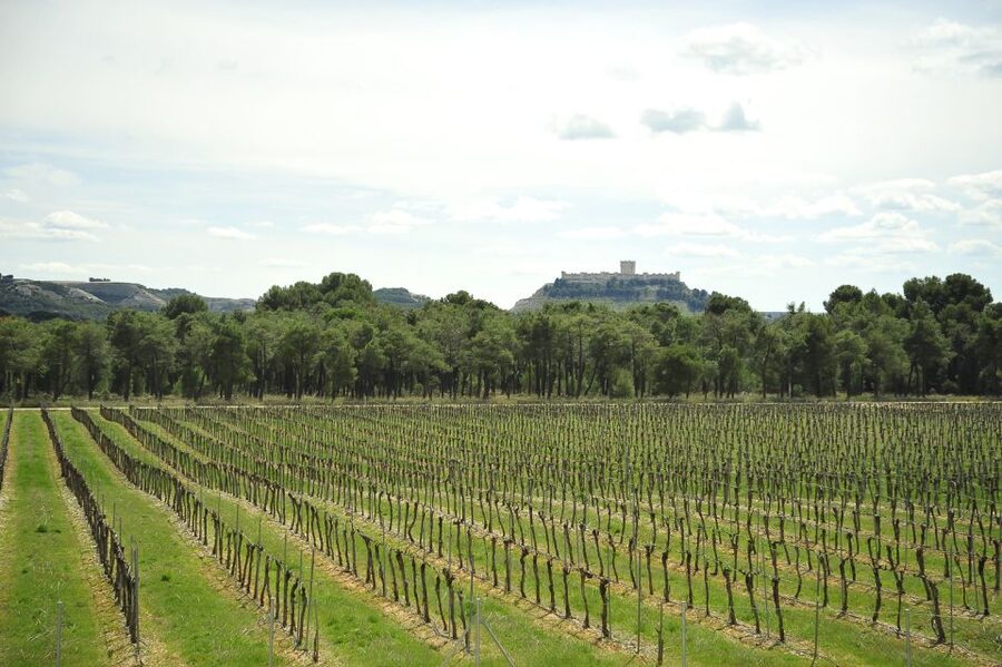From Madrid: Ribera del Duero Tour of 3 Wineries w/ Tastings - Leaving Madrid from Conde de Casal