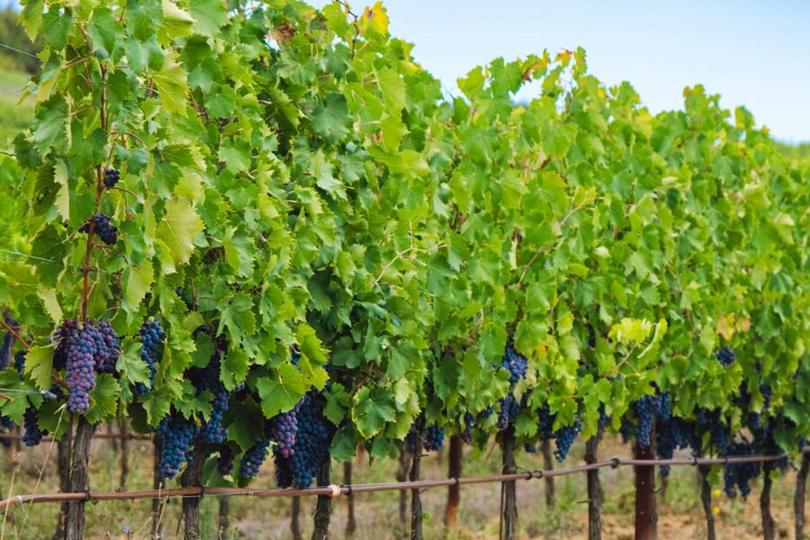 Half-Day Trip from Madrid: Alcalá de Henares & Winery Visit - Why Alcalá makes a smart half-day escape