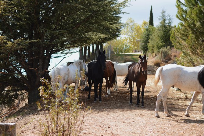 Horse Riding Madrid Natural Park (long Trip) - A four-and-a-half-hour route through mountain country