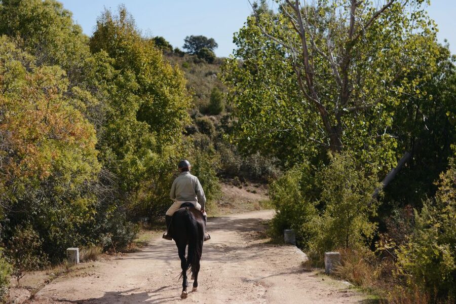 Madrid: Horse Riding in Sierra del Guadarrama National Park - Horses, safety, and riding ability