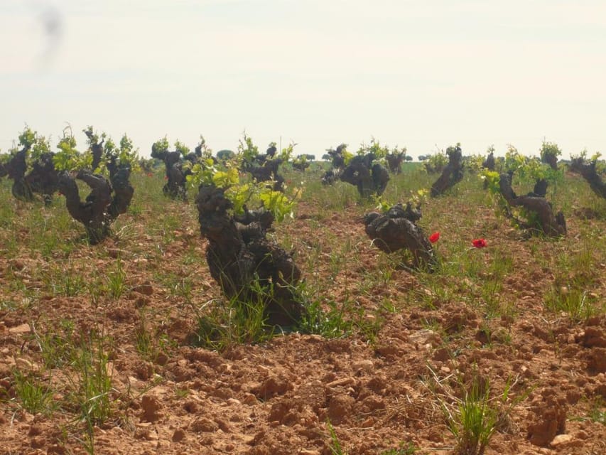 Madrid Region Wineries Guided Tour with Wine Tastings - Leaving Madrid from Plaza del Conde de Casal