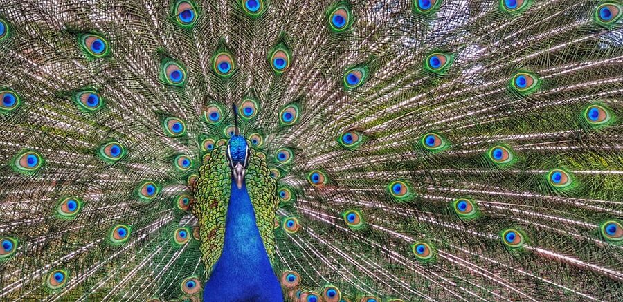 Madrid: Retiro Park Guided Tour with a Photographer - Why Retiro Park Works Well With a Guide