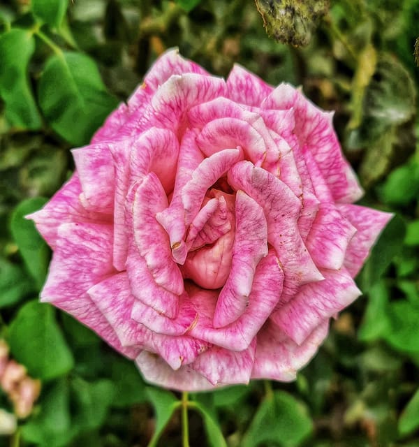 Madrid: Retiro Park Guided Tour with a Photographer - Gardens, Rose Beds, and Wildlife