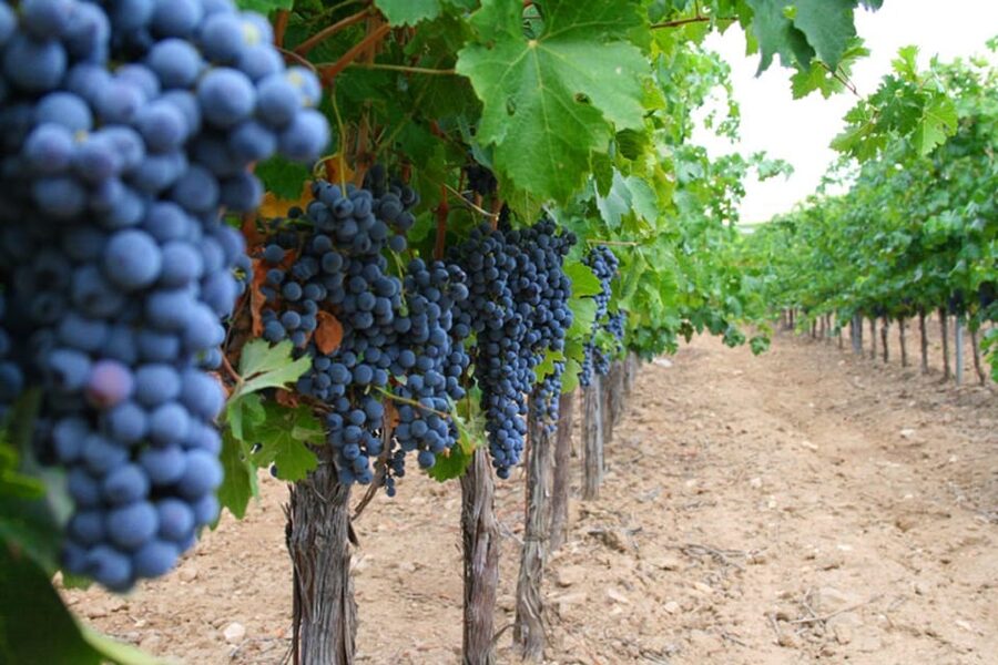 Madrid: Toledo Day Trip with Winery Visit and Wine Tasting - Free time for lunch, with one important tradeoff