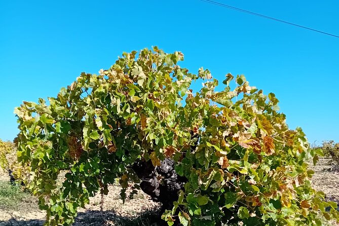 Madrid Wine Tour: Visit Two Wineries with Tastings - Why Madrid wine is worth a half-day