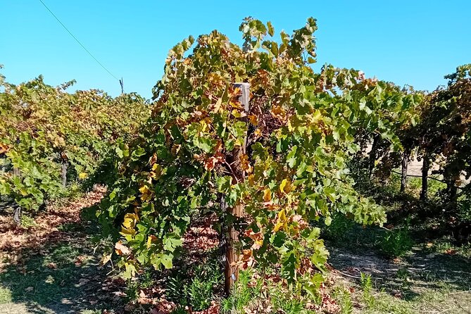 Madrid Wine Tour: Visit Two Wineries with Tastings - The first drive and an introduction to the Madrid appellation