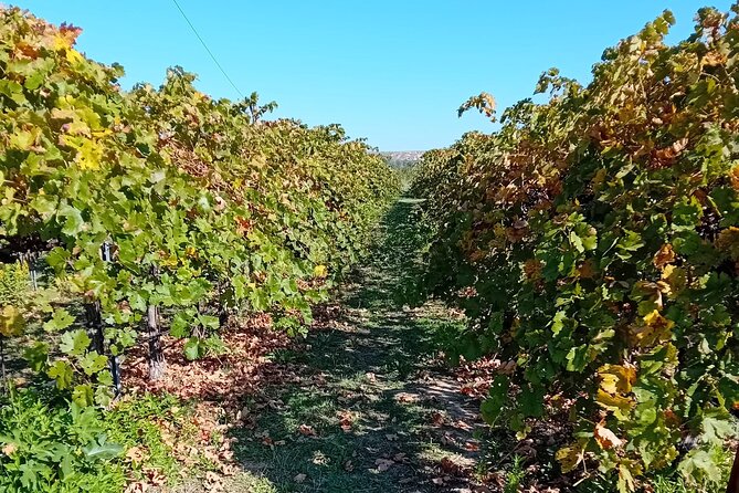 Madrid Wine Tour: Visit Two Wineries with Tastings - Is $192.25 a fair price?