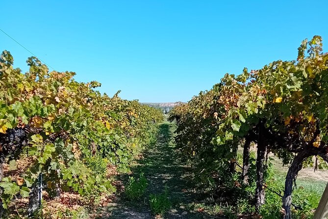 Madrid Wine Tour: Visit Two Wineries with Tastings - Winery one: a modern look at production