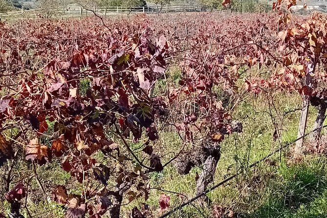 Madrid Winery Tour with Tasting and Sommelier Guide - The Tasting and Village Atmosphere