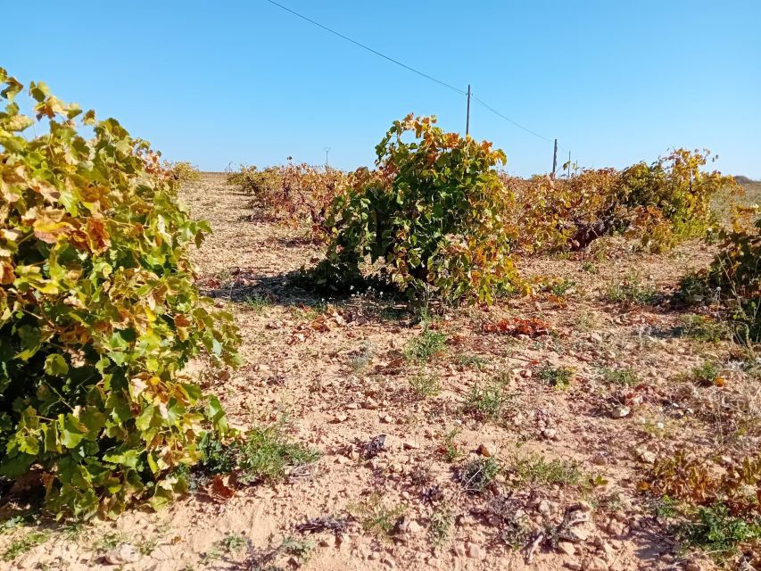 Madrid Winery Tour with Tasting & Sommelier Guide - What the tasting includes