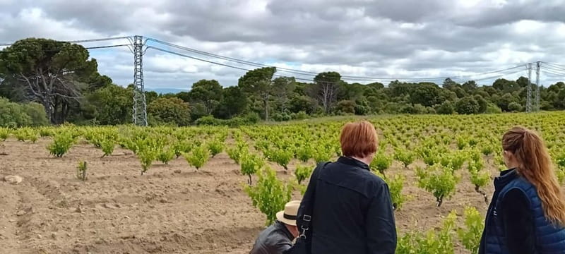 Madrid Winery Tour with Tasting & Sommelier Guide - The ride back to Madrid