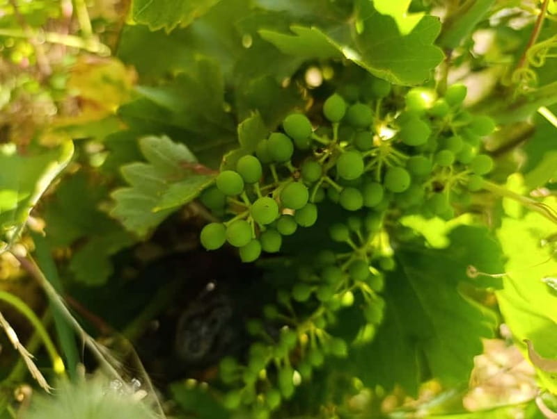 Madrid Winery Tour with Tasting & Sommelier Guide - Is $125 a fair price?