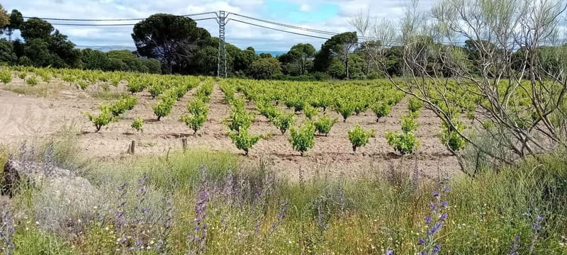 Madrid Winery Tour with Tasting & Sommelier Guide - Who will enjoy this experience most?