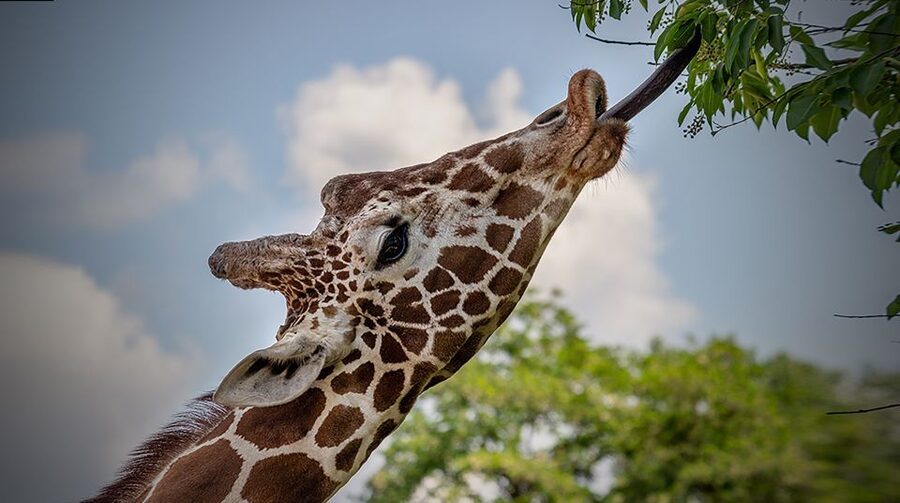 Madrid: Zoo Aquarium Madrid Ticket - Conservation is part of the visit