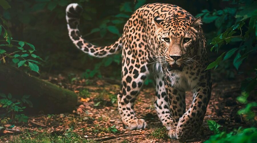 Madrid: Zoo Aquarium Madrid Ticket - Walking, heat, food, and comfort