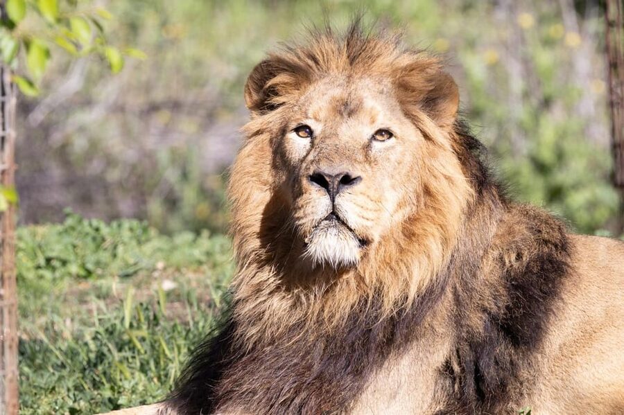 Madrid: Zoo Aquarium Madrid Ticket - What you will see on the zoo route