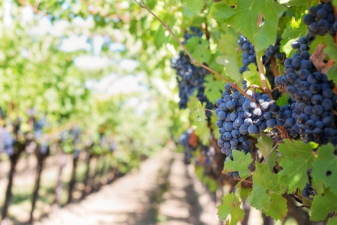 Private Tour & Lunch Of Underground Winery & Countryside Estate - Key Points Before You Book