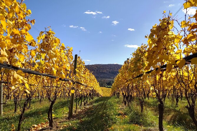 Private Tour & Lunch Of Underground Winery & Countryside Estate - Carabaña’s Water Plant, Spa, and Vineyards