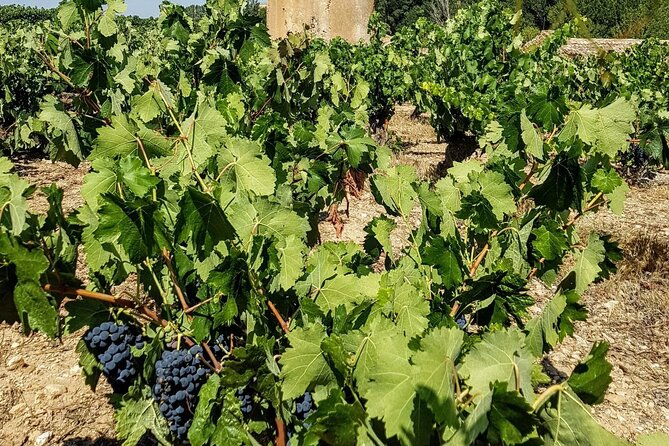 Private Wine Tasting And Visit Tour in Ribera Duero - The optional third winery and local lunch