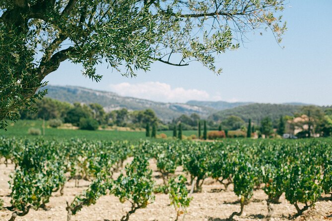 Ribera and Rioja Wineries Private Tour from Madrid - The road to Rioja