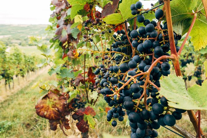 Ribera and Rioja Wineries Private Tour from Madrid - What the tastings are really like