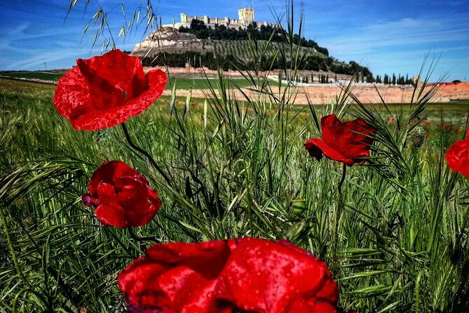 Ribera del Duero:4 Wineries, tasting & Lunch included from Madrid - Transport, timing, and the real cost