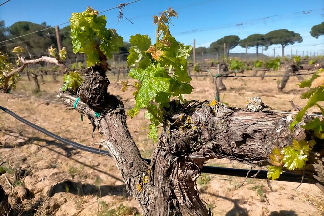 Ribera del Duero Tour: Three Wineries and Lunch from Madrid - Second winery: underground cellars and barrel samples