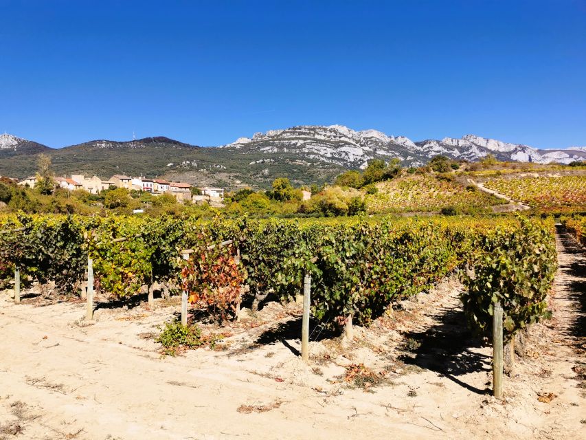 Ribera del Duero wine region private tour - First Stop: A Modern Winery With Old Vines Around It