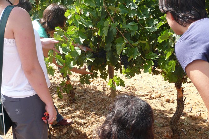 Ribera del Duero Wineries Guided Tour & Wine Tasting from Madrid - What the guide adds to the day